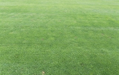 山東濟南某運動場草坪病害處理